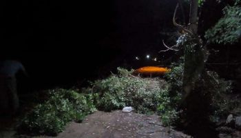 سقوط شجرتان بسبب سوء الأحوال الجوية في الأقصر 