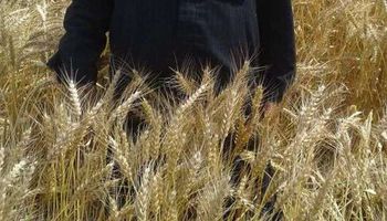 محافظ بورسعيد : انتظام توريد القمح بإجمالي ٣٨٣٠ طن للصوامع والمطاحن 