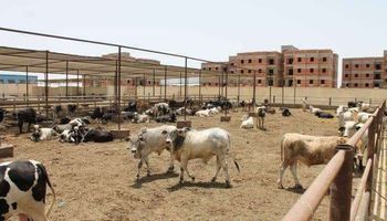 :بورسعيد مركز لتوزيع اللحوم للمحافظات والمحافظة تحقق الاكتفاء الذاتي من اللحوم البلدي