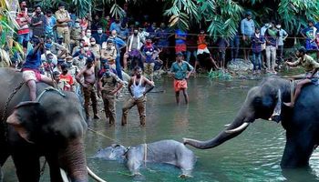 مقتل أنثي الفيل بالمفرقعات 