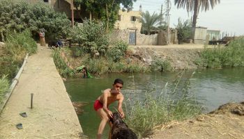 أطفال وشباب الأقصر ينظفون خروف العيد في مياه الترعه 