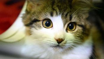 القطة تعيش في إنجلترا وخضعت للاختبار في مختبر ويبريدج (جيتي)