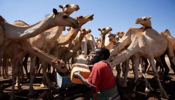 سوق الماشية في الصومال