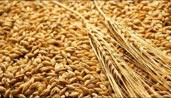 الزراعة: جميع شحنات القمح التي يسمح بدخولها إلى مصر سليمة تماما