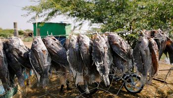 محصول صيد السمك من بحيرة توركانا الكينية