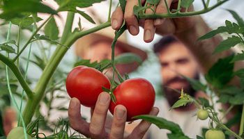  زراعة الطماطم في المنزل