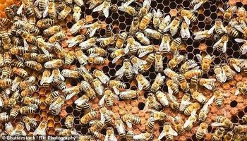 عسل النحل والادوية
