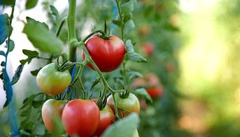 نصائح زراعة الطماطم في المنزل