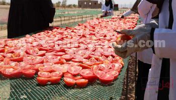 مشروع تجفيف الطماطم 