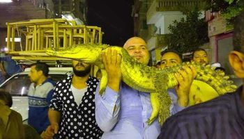 مرشح يحمل تمساح
