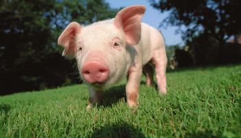 إطلاق حملة للقضاء على الخنزير الوحشي في تونس