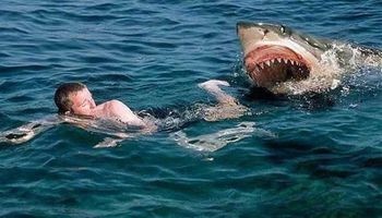 هجمات أسماك القرش