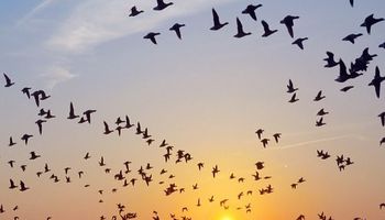  أصوات الطيور تحسن مزاج الإنسان ورفاهيته 