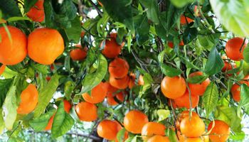 فوائد  تناول البرتقال يوميا للبشرة