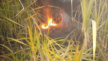 حريق في 7 أفدنة من زراعات القصب بقنا - أرشيفية