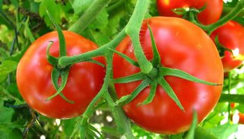 الزراعة تحذر من طماطم 025 غير مطابقة للمواصفات