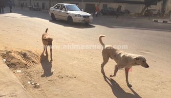 الكلاب في وسط القاهرة 