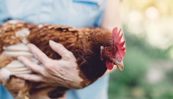 دراسة :فيروس كورونا ظهر على الدجاج منذ 90 عاما 