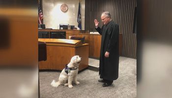 محاكمة كلب