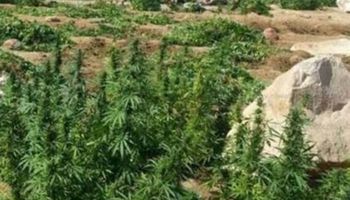 مزرعة لنبات البانجو  المخدر