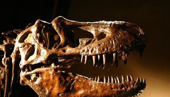  اكتشاف بيض ديناصور عمره 100 مليون سنة في الصين