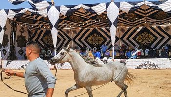 مهرجان الخيول العربية 