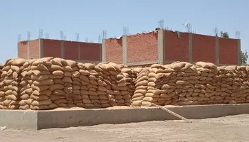 القمح ببني سويف 
