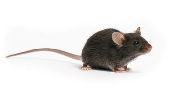 رجل يتعرض للابتزاز لمدة شهرين بسبب “فأر”