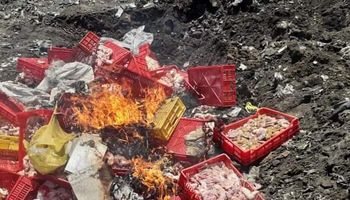 إعدام طن و506 كيلو دواجن غير صالحة بمطوبس فى كفر الشيخ