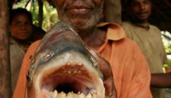 علماء يحذرون السباحين من سمكة ألبيرانا