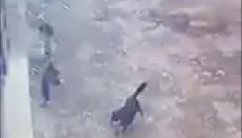 كلب مسعور يهاجم 3 قرى في نجع حمادي