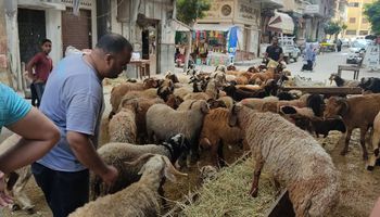حملات مكبرة للتفتيش على سلامة اللحوم وعملية الذبح بالإسكندرية