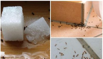 طرق التخلص من النمل بدون مبيدات حشرية