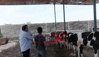  تحصين ماشية ضد "الحمى القلاعية والوادى المتصدع"