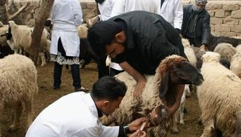 التطعيم ضد مرض طاعون المجترات الصغيرة بكفر الشيخ