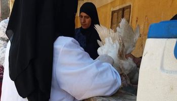 تحصين 21250 طائر ضد الأمراض الوبائية بكفر الشيخ