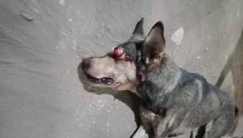 إصابة 6 أطفال عقرهم كلب مسعور في قنا