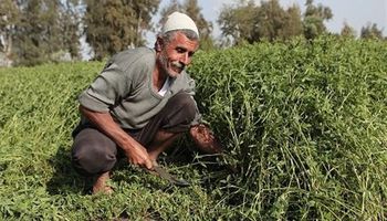 مزارع مصري