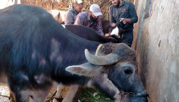تحصين 120 ألف رأس ماشية ضد الجلد العقدي وجدري الأغنام و 16550 طائر ضد الأمراض الوبائية بكفر الشيخ