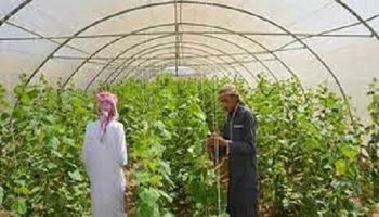 دمج أبناء سيناء في التنمية الزراعية المستدامة