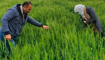 ندوة إرشادية عن الاستعداد لزراعة القطن و متابعة الأصداء فى محصول القمح لزراعة كفر الشيخ 