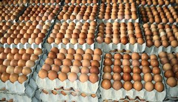 انخفاض سعر البيض 