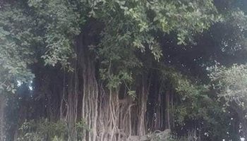 شجرة التين البنغالي بالإسكندرية