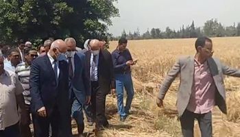 افتتاح حصاد القمح بزراعة مشتهر 