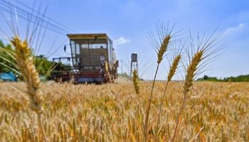 تصدير الحبوب من اوكرانيا