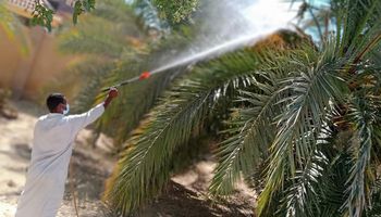 سيوة تواصل رش النخيل بالمبيدات من آفة العنكبوت الأحمر