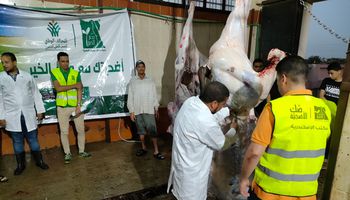 مصر الخير تذبح 184 رأس ماشية 
