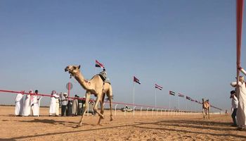 انطلاق سباق الهجن الثاني بمضمار سيدي عبدالرحمن بمدينة العلمين