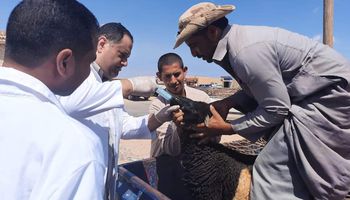 جامعة مطروح علاج 1500 حالة ماشية بالقافلة البيطرية بقرية المثاني بالنجيلة 