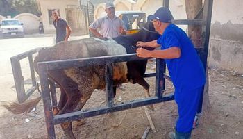 قافلة بيطرية مجانية بالبحيرة 